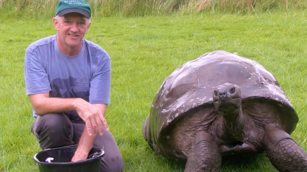 Gentle Giants: The Aldabra Giant Tortoise - Le-Nautique